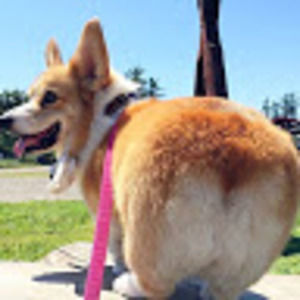 Meet your Posher, Alice